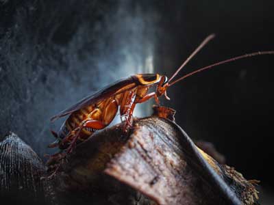 Cockroach Identification in St. Louis MO