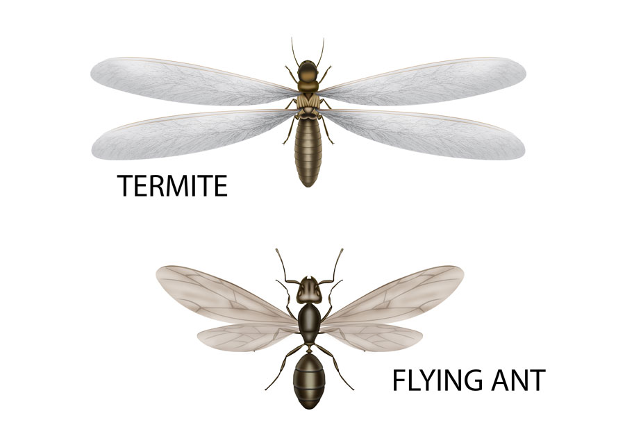 TERMITE VS FLYING ANT 