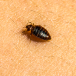 Bed bugs travel in St. Louis MO by latching onto items - Blue Chip Pest Services