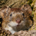 Vole in St Louis MO - Blue Chip Pest Services