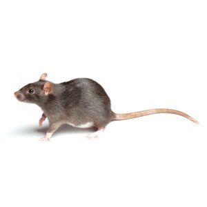 Norway Rat identification in St. Louis MO |  Blue Chip Pest Services