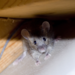 Mouse in St. Louis MO - Blue Chip Pest Services