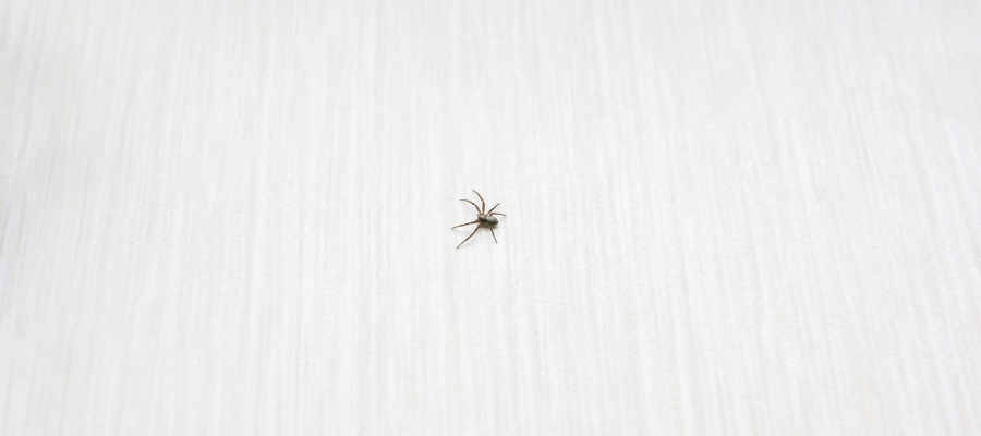 5 Tips For Controlling Spiders in Your House | St. Louis Spider Control